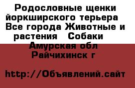 Родословные щенки йоркширского терьера - Все города Животные и растения » Собаки   . Амурская обл.,Райчихинск г.